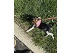 Adopt Baylie a Tricolor (Tan/Brown & Black & White) Beagle / Mixed dog in