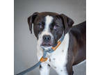 Adopt Cranberry a Black Mixed Breed (Large) / Mixed dog in Greenwood