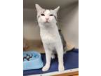 Adopt Uzi a White Domestic Shorthair / Domestic Shorthair / Mixed cat in
