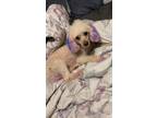 Adopt Myles a White - with Tan, Yellow or Fawn Poodle (Miniature) / Mixed dog in