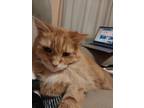 Adopt Minnie a Tan or Fawn Domestic Longhair / Mixed (long coat) cat in Parma