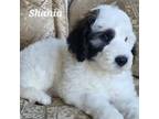Saint Berdoodle Puppy for sale in Temecula, CA, USA