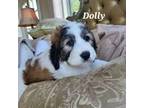 Dolly