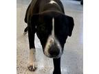 Adopt Genevieve a Black Hound (Unknown Type) / American Pit Bull Terrier / Mixed