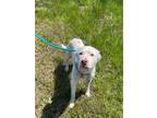 Adopt Queenie a White Mixed Breed (Large) / Mixed dog in Queenstown