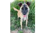 Adopt SAMIA a Brown/Chocolate - with Black Belgian Shepherd / Mixed dog in BELL