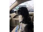 Adopt Brody a Black - with White Spaniel (Unknown Type) / Border Collie / Mixed