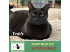 Adopt Teddy a All Black Domestic Shorthair / Mixed (short coat) cat in