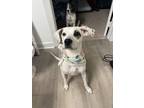 Adopt Zuki a White - with Brown or Chocolate Mutt / Hound (Unknown Type) / Mixed