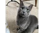 Adopt Missy Mitsubishi a Domestic Shorthair / Mixed (short coat) cat in St.