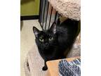 Adopt Ebony a All Black Domestic Shorthair / Mixed (short coat) cat in Blasdell