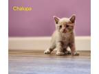 Adopt Chalupa a Domestic Shorthair / Mixed (short coat) cat in Cambridge