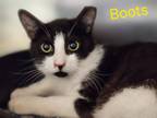 Adopt Boots a Domestic Shorthair / Mixed (short coat) cat in Cambridge