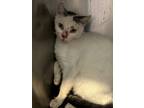 Adopt Minnie a Domestic Shorthair / Mixed (short coat) cat in Wauchula