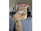 Adopt Ella a Orange or Red Tabby Tabby / Mixed (medium coat) cat in Fraser