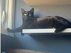 Adopt June Pawter a Black & White or Tuxedo Domestic Shorthair (short coat) cat
