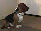 Adopt Hank a Basset Hound / Mixed dog in Salt Lake City, UT (41313797)