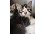Adopt Preston/ AC 25466F a Domestic Shorthair / Mixed (short coat) cat in