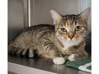 Adopt Priscilla/ AC 25466A a Domestic Shorthair / Mixed (short coat) cat in