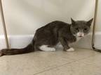 Adopt Carolina Reaper a Domestic Shorthair / Mixed (short coat) cat in Fall