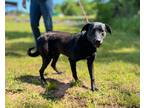 Adopt Scottie a Labrador Retriever / Mixed dog in Forsyth, GA (41351537)