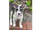 Adopt (ap) Nova a Mixed Breed (Medium) / Mixed dog in Fargo, ND (41269651)