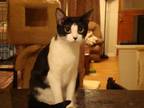 Adopt Zinc a Domestic Shorthair / Mixed (short coat) cat in St.