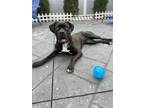 Adopt Marmalade a Cane Corso dog in New York, NY (41165833)