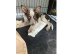 Adopt KK Radar a Australian Cattle Dog / Mixed dog in Wharton, TX (41360342)