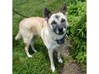 Adopt Whisper a Shepherd (Unknown Type) / Mixed dog in Christiansburg
