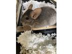 Adopt Pollywag a Silver or Gray Chinchilla small animal in Norwalk