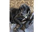 Adopt Oliver Amesbury a Black - with White Great Dane / Mixed dog in Cranston