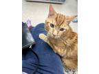 Adopt Milo a Orange or Red Tabby / Mixed (medium coat) cat in District Heights