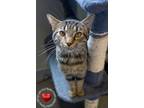 Adopt Theo a Domestic Shorthair / Mixed (short coat) cat in Sidney