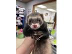 Adopt Bear 3.0 a Ferret small animal in Lyons, IL (41360378)