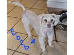 Adopt Coqui a Tan/Yellow/Fawn Poodle (Miniature) / Mixed dog in Tucson