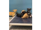 Adopt tammy 1 a Mixed Breed (Medium) / Mixed dog in WILSON, NC (41360290)