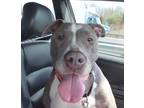 Adopt Lady R a Gray/Silver/Salt & Pepper - with White Staffordshire Bull Terrier
