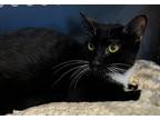 Adopt Roxanne a Domestic Shorthair / Mixed (short coat) cat in Tiffin