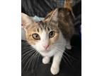 Adopt Pallegina a Domestic Shorthair / Mixed (short coat) cat in Corpus Christi