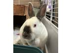Adopt Ripley a Cream Californian / Mixed rabbit in Westford, MA (41329433)