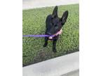 Adopt Siri a Black German Shepherd Dog / Mixed dog in Houston, TX (41360310)