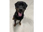 Adopt Jack Daniels a Black Rottweiler / Mixed Breed (Medium) dog in Xenia