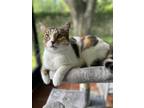 Adopt Little bit a Black & White or Tuxedo Calico / Mixed (short coat) cat in