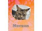 Adopt Morgan a Domestic Shorthair / Mixed (short coat) cat in Crystal Lake