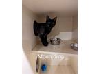 Adopt Moon Drop a Black (Mostly) Domestic Mediumhair (long coat) cat in