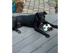 Adopt Coco a Black American Staffordshire Terrier / Labrador Retriever / Mixed
