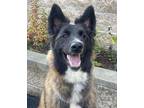 Adopt Koa a Belgian Malinois / German Shepherd Dog / Mixed dog in Mira Loma