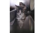 Adopt January a Domestic Shorthair / Mixed (short coat) cat in PAHRUMP