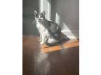 Adopt Genie a Black & White or Tuxedo Domestic Shorthair / Mixed (short coat)